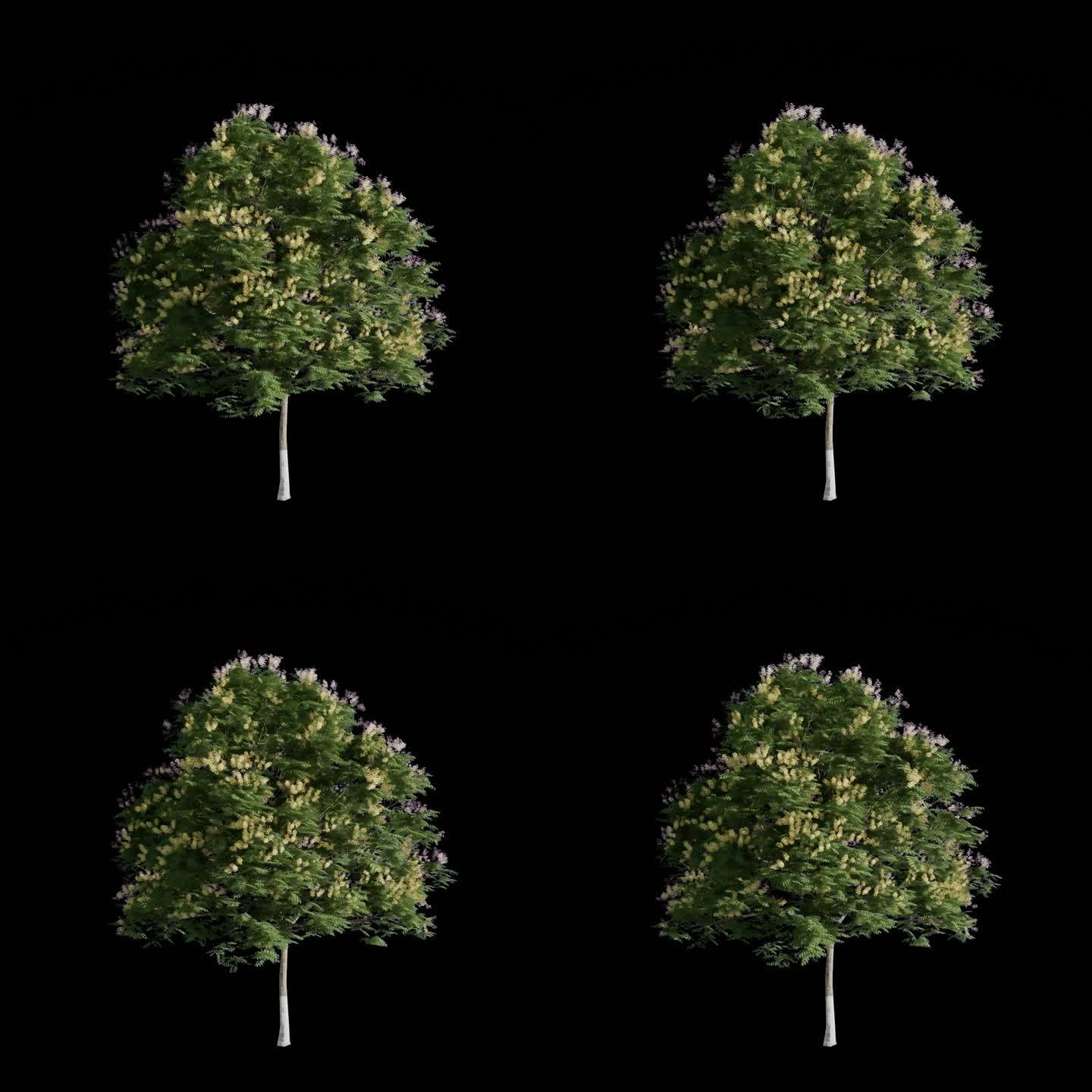 花树 动态树  2K免抠视频素材