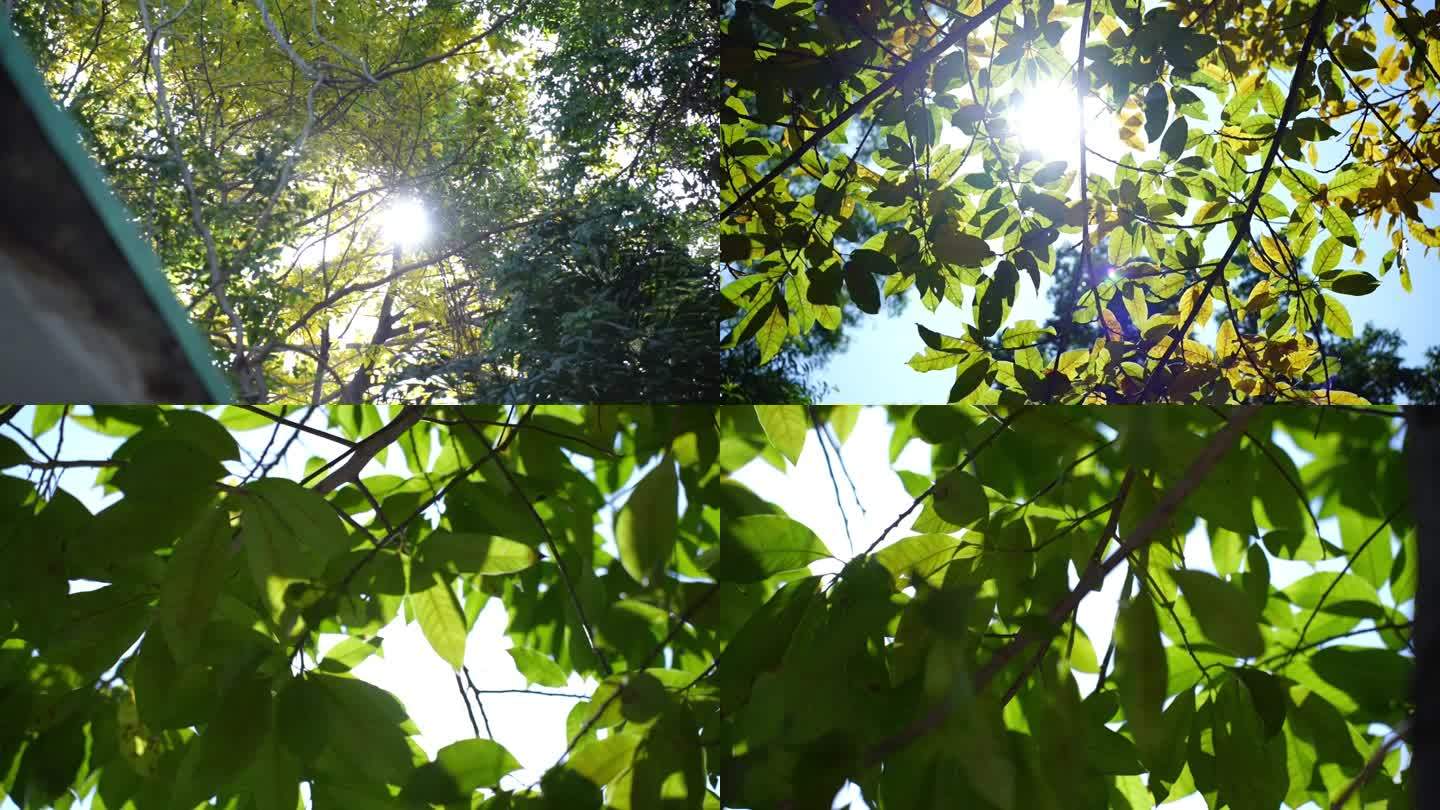 实拍4K唯美光影树梢树叶绿叶绿色大自然