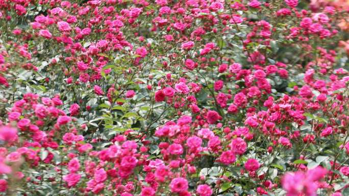 常州紫荆公园的月季蔷薇花