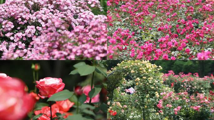 常州紫荆公园的月季蔷薇花