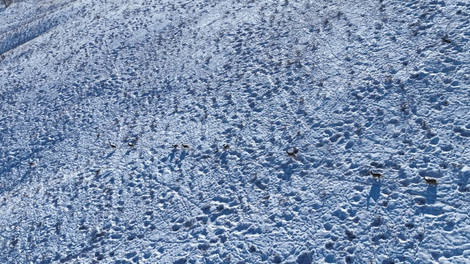 呼伦贝尔雪原山坡奔跑的狍子