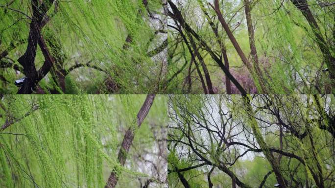 唯美柳树飘动 慢镜头