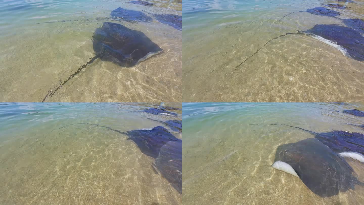 海南陵水分界洲岛沙滩上的唯美魔鬼鱼在游动