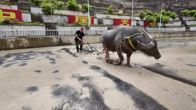 贵州榕江乐里侗乡4A景区斗牛场水牛犁田