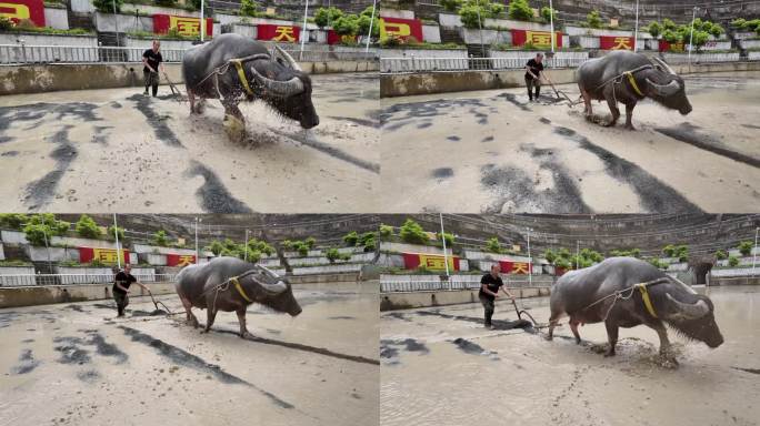 贵州榕江乐里侗乡4A景区斗牛场水牛犁田