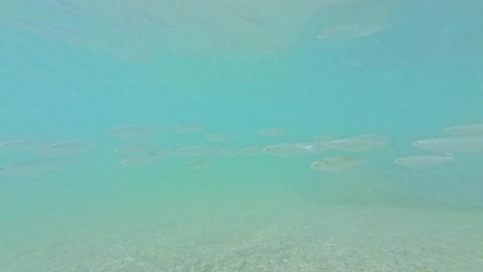 海南陵水分界洲岛蔚蓝色海洋游动的大量鱼群