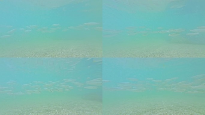 海南陵水分界洲岛蔚蓝色海洋游动的大量鱼群