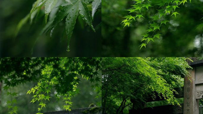 唯美绿色初夏春天阴天雨天雨后禅意绿意古风