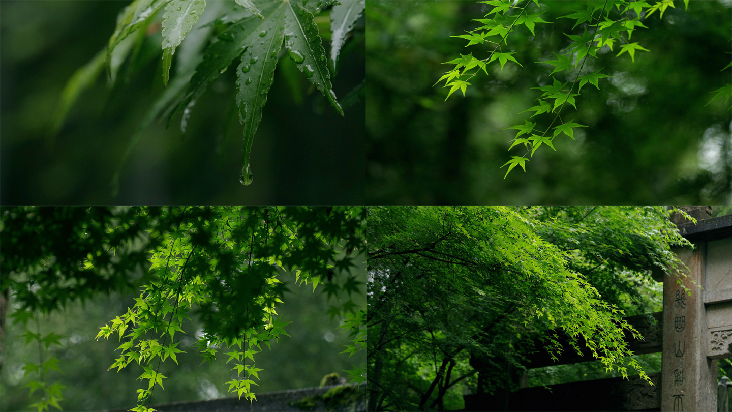 唯美绿色初夏春天阴天雨天雨后禅意绿意古风
