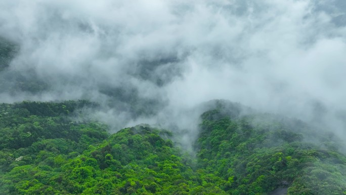 航拍大自然森林雨雾