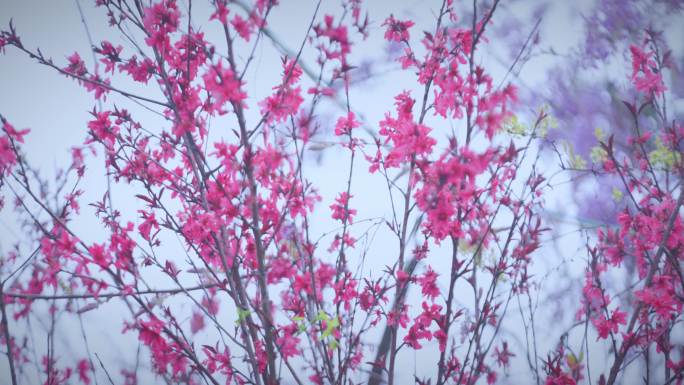 4K 紫红色紫奇碧桃花 菊花桃花