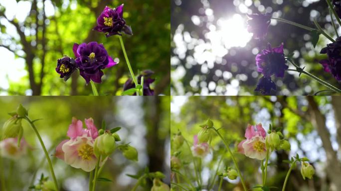 猫爪花 光影猫爪花 公园花草 初夏 春天