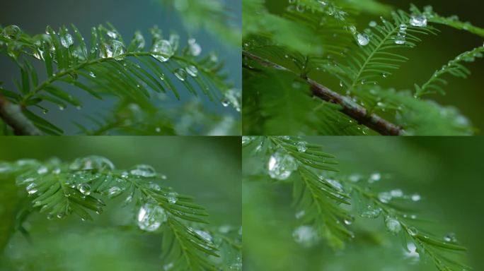 雨露，挂在树叶上的露珠