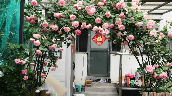 漂亮的粉龙鲜花拱门 蔷薇花海园艺生活方式