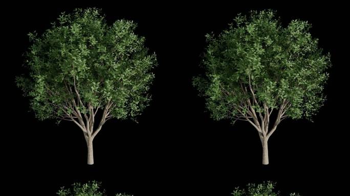动态树 大树 2K免抠动态树视频素材