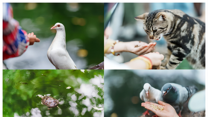 苏州西园寺空镜：喂猫、喂鸽、看放生池乌龟