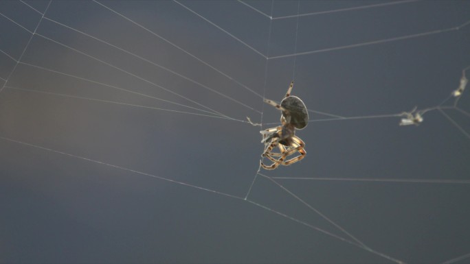蜘蛛在网上捕食猎物