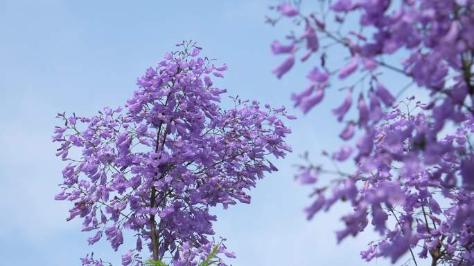 蓝花楹紫色花朵随风摆动