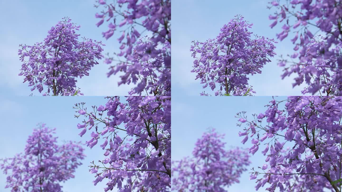 蓝花楹紫色花朵随风摆动