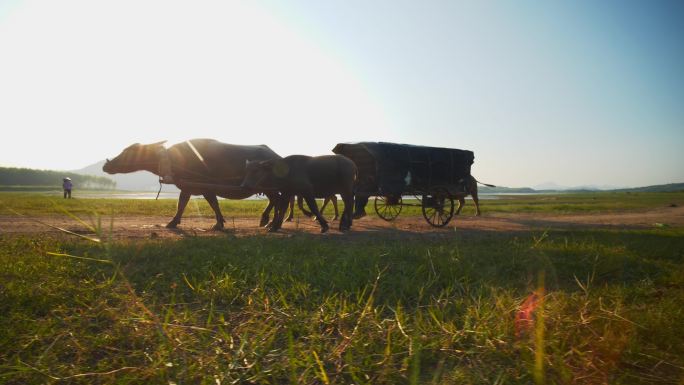 农村人文风景牛拉车牛车傍晚夕阳牲畜动物牛