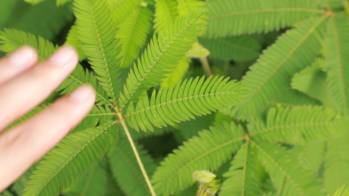 手指触摸含羞草实拍