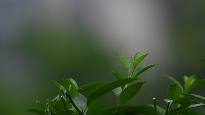 树叶随风飘动