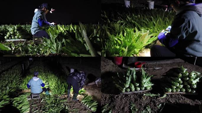 夜收蔬菜收割青菜农作物田间夜晚种植园蔬菜