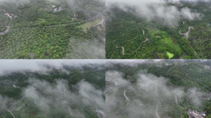 广西临桂“桂林之花”林业示范区雨雾景色