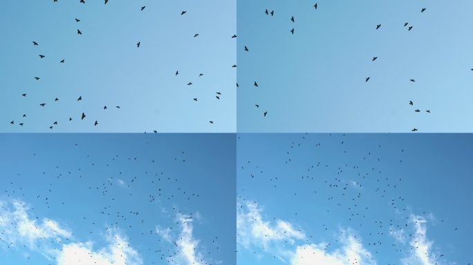 一群飞鸟在天空盘旋