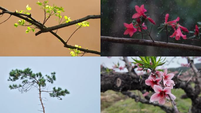 唯美春日空镜头