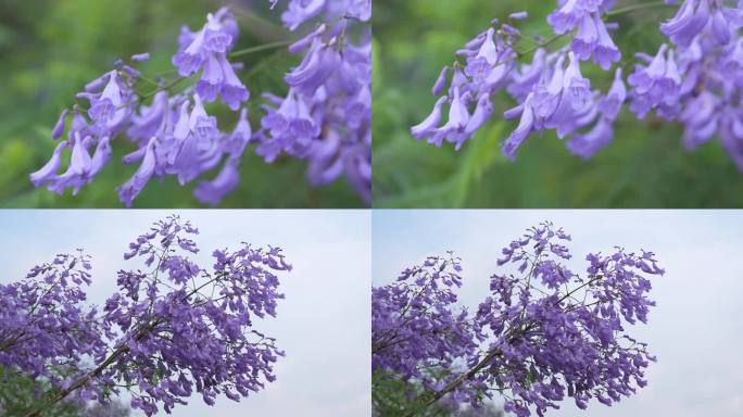 蓝花楹紫色花朵随风摆动