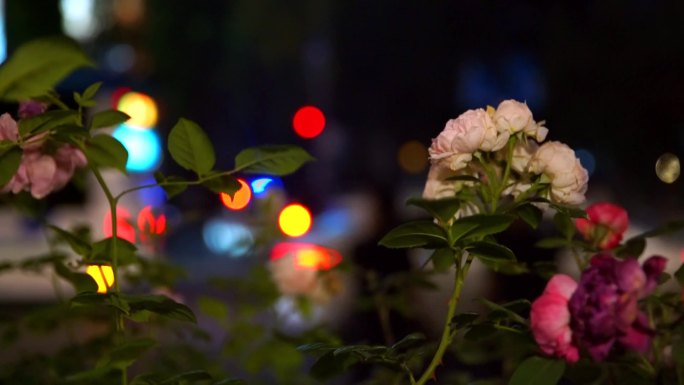 泉城广场边夜色下的花