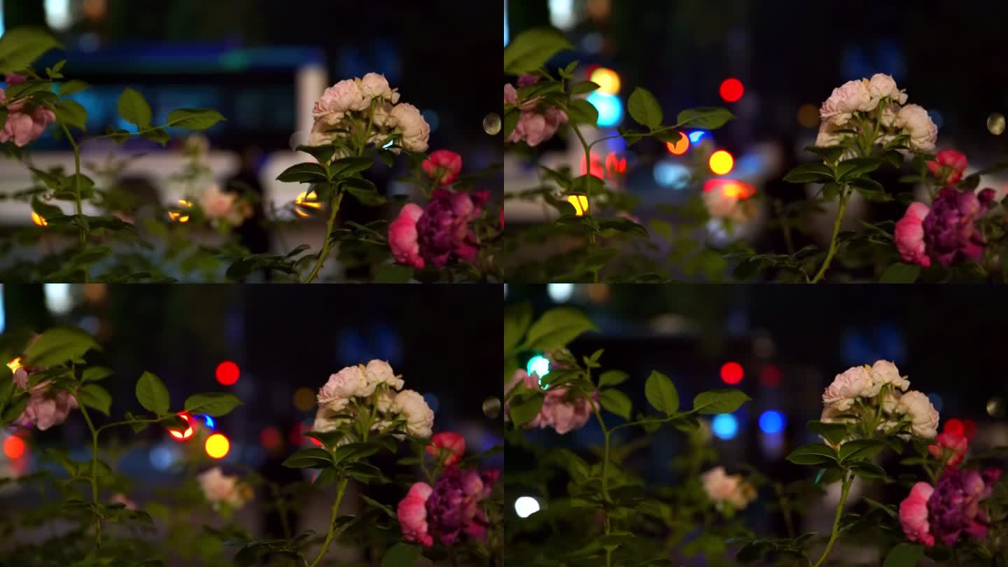 泉城广场边夜色下的花