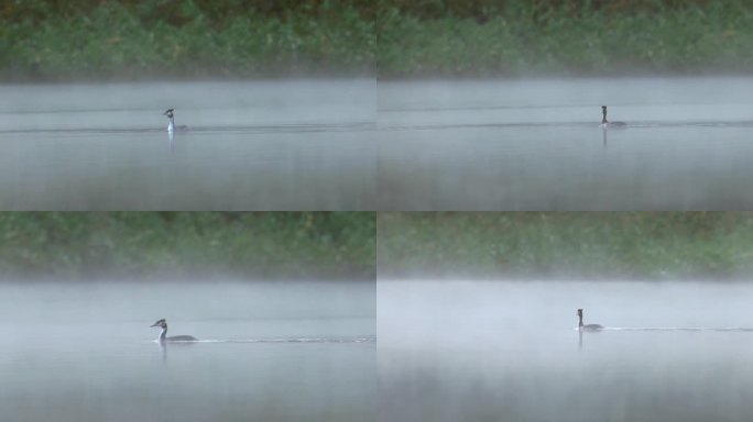 雾气湖面鸭子游泳人间仙境水墨风景