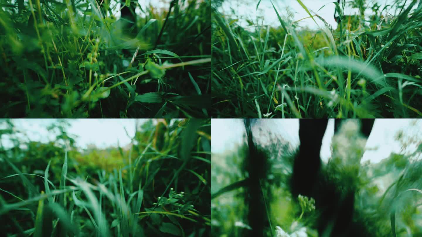 超低视角绿色草丛中漫步的艺术空镜头合集