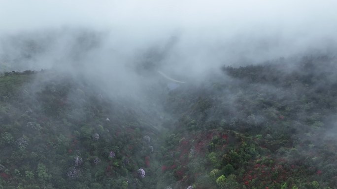 穿云拍摄桂林高山山路两旁的野花和草甸