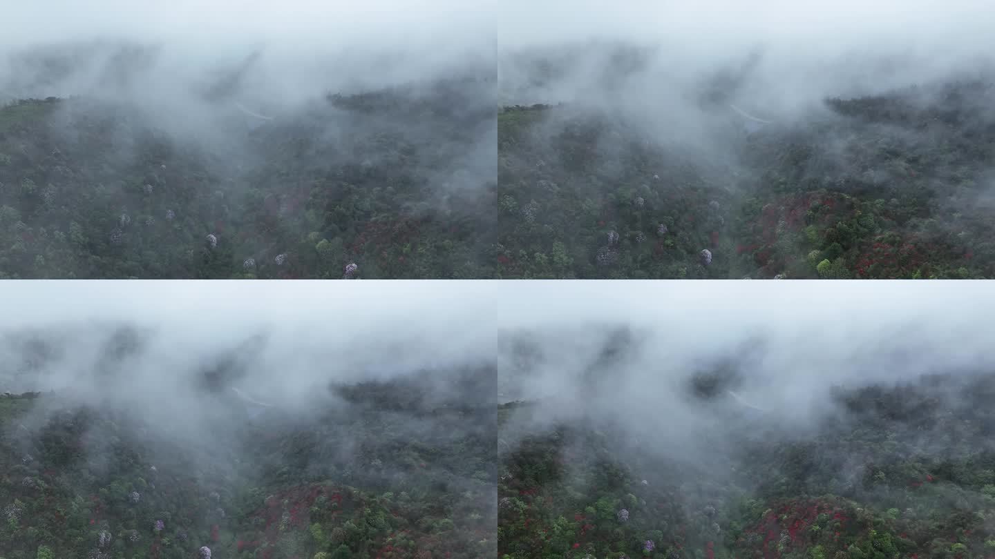 穿云拍摄桂林高山山路两旁的野花和草甸