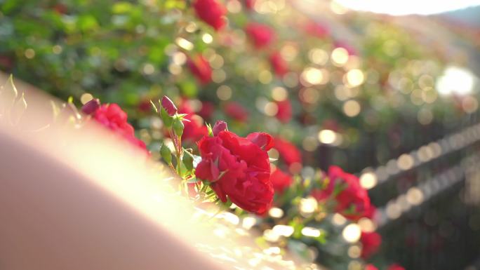 阳光里抚摸春天抚摸蔷薇月季花