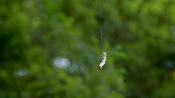 毛毛虫、叶蜂幼虫