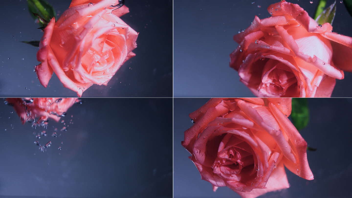 各角度粉色玫瑰花掉落在水中冒水泡唯美梦幻