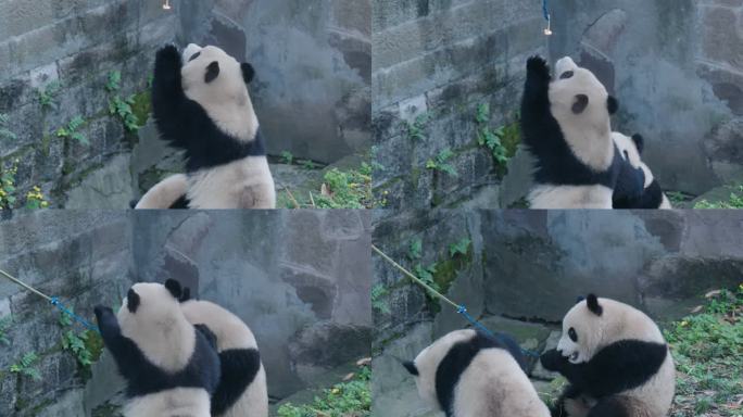 大熊猫吃竹子玩耍
