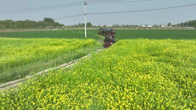 油菜花小火车4k航拍