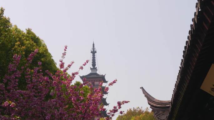 苏州光福古寺铜观音寺晚樱花合集