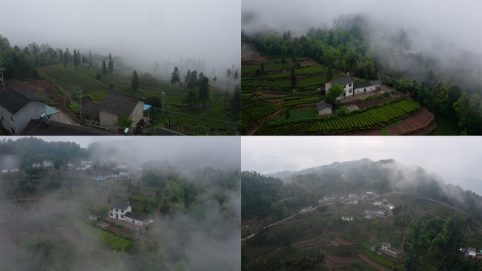 雨后烟雾缭绕大山茶园4k航拍