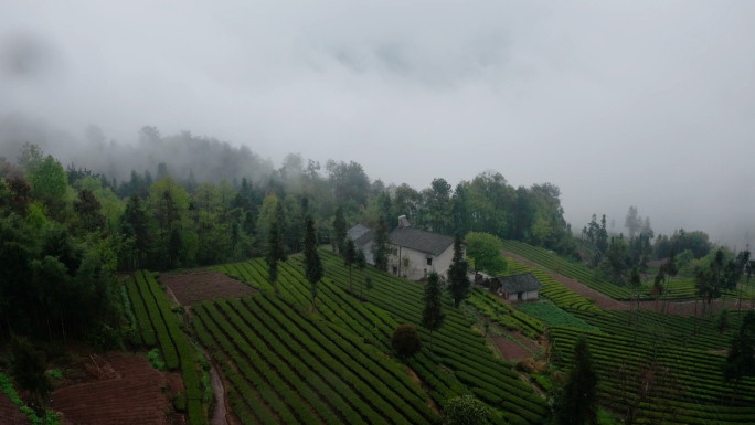 雨后烟雾缭绕大山茶园4k航拍