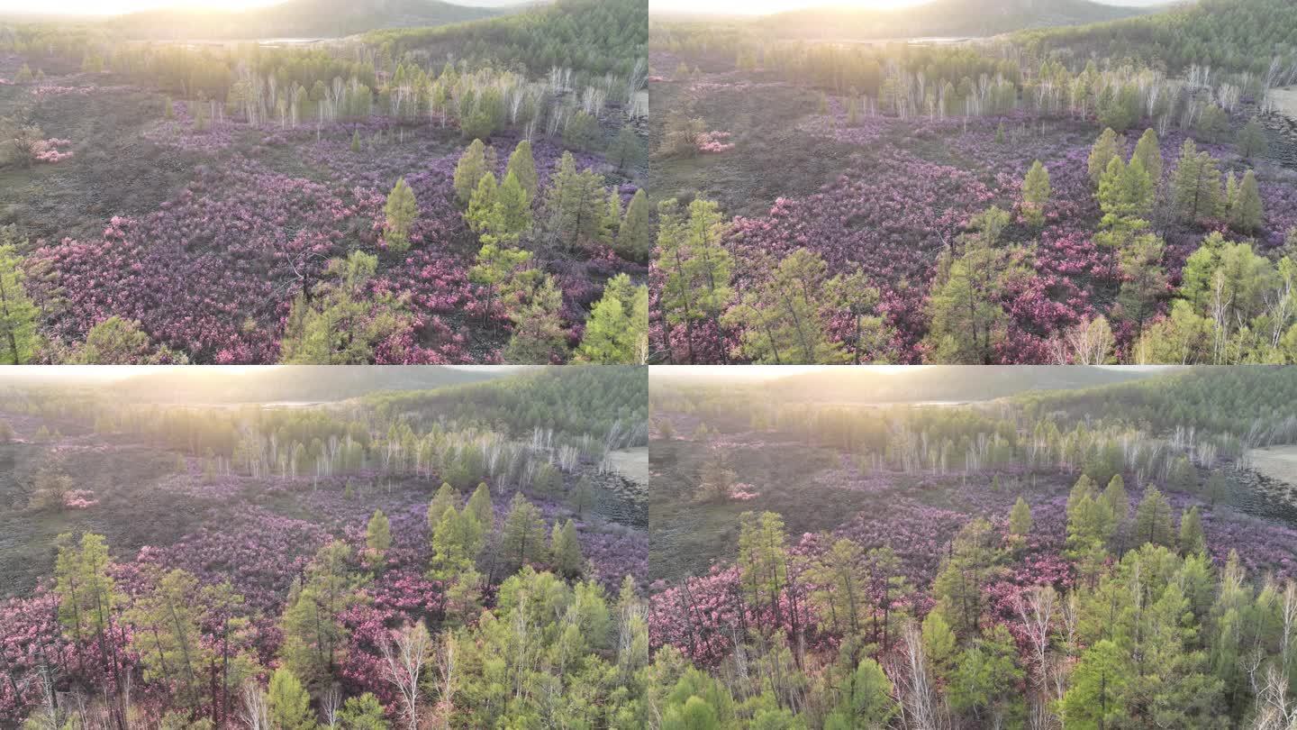 航拍春季火山岩上盛开的杜鹃花