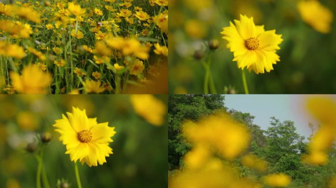 小雏菊 花朵 蜜蜂采蜜 春天 风景 唯美