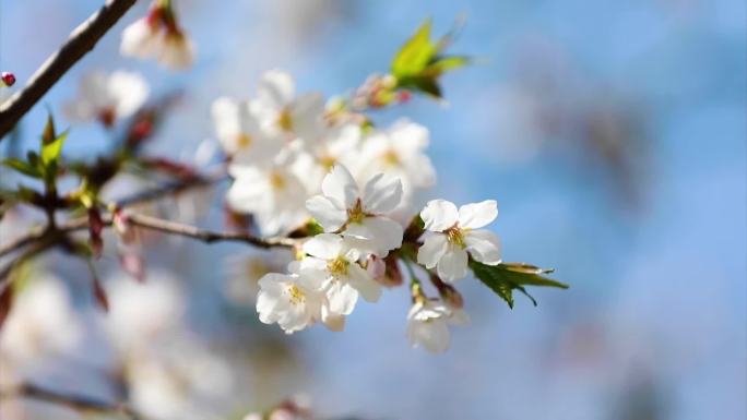 胥江岸边樱花