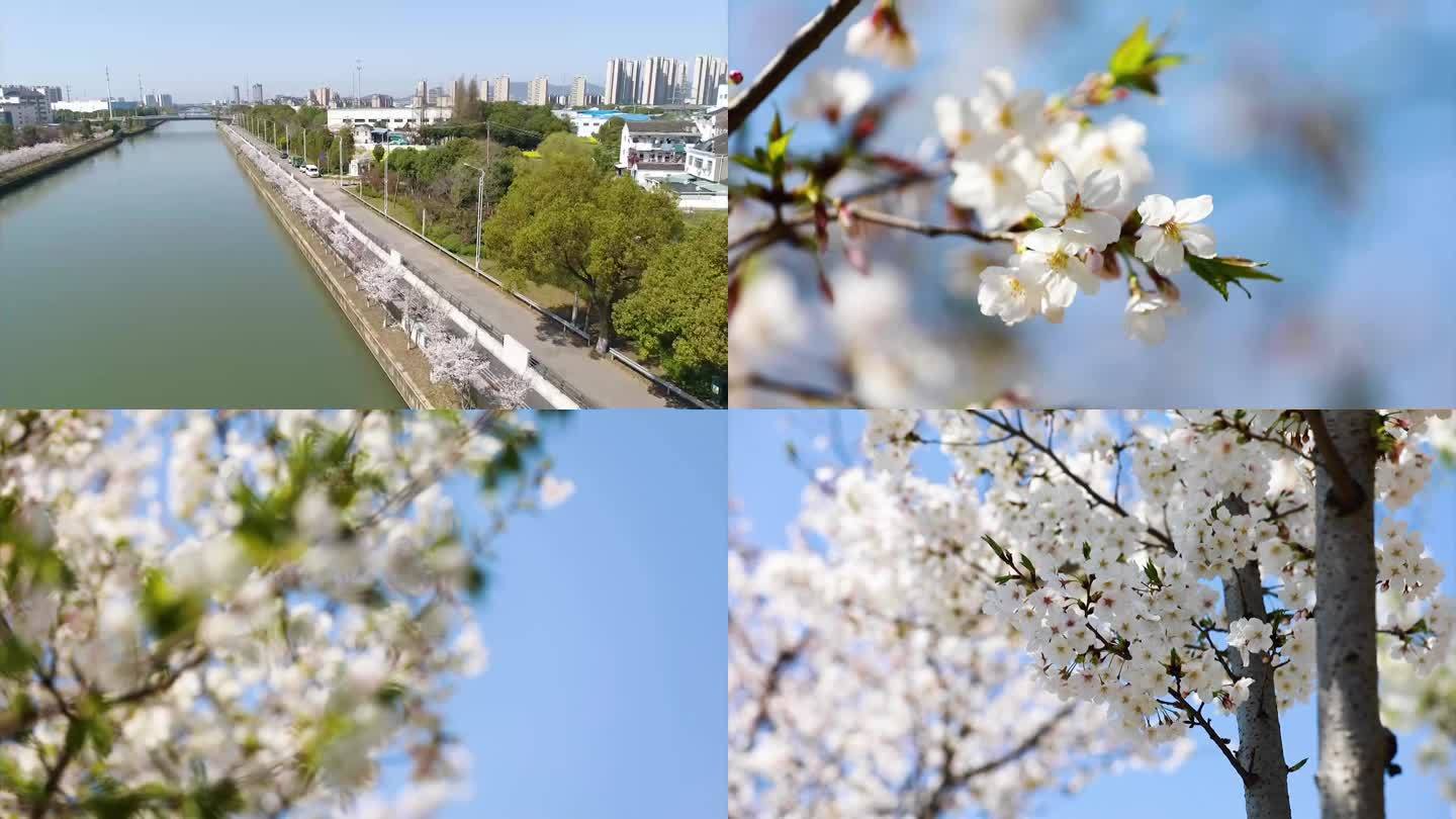 胥江岸边樱花