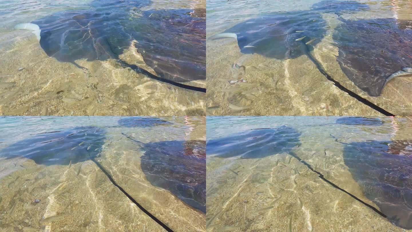 海南陵水分界洲岛沙滩上的唯美魔鬼鱼在游动